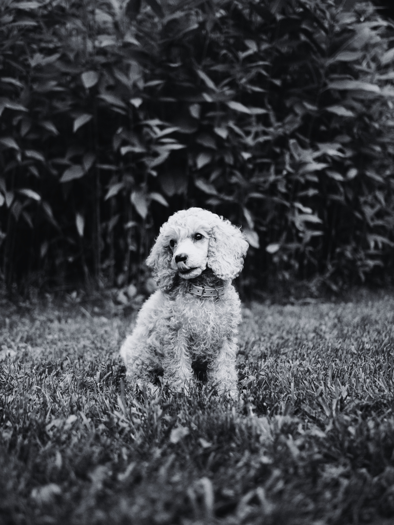 occitania360 : Garde de chiens et chats a domicile Hérault Garde de chiens et chats a domicile